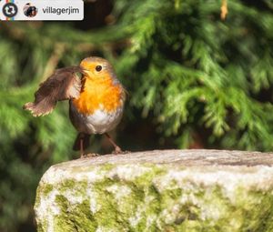 Image post by @rspb on Instagram