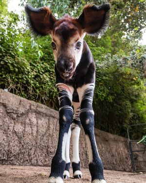 Image post by @sandiegozoo on Instagram