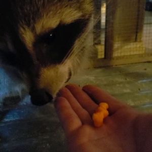 Image post by @cagethetiger on Instagram