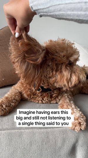Video post by @tedflixnchill on TikTok