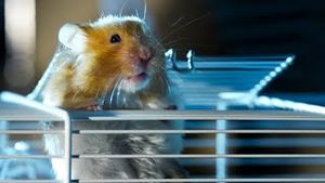 Video post by @bbcearth on YouTube