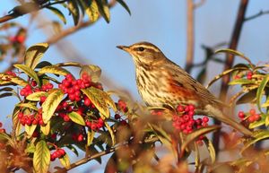 Image post by @rspb on Instagram