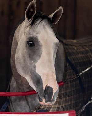 Image post by @kentuckyderby on Instagram