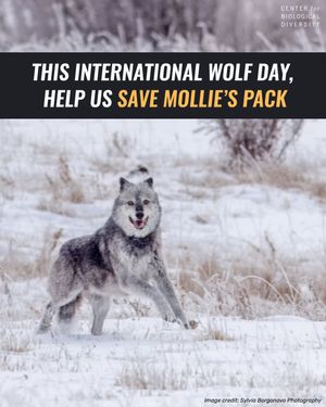 Image post by @centerforbiodiv on Instagram