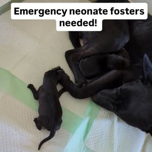 Image post by @northmeckanimalrescue on Instagram