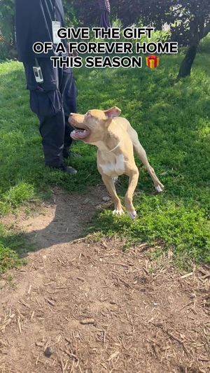 Video post by @DetroitGSD on Facebook