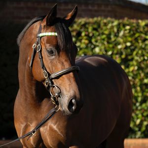 Image post by @juddmonte on Instagram