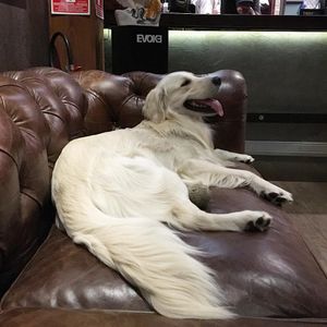 Image post by @mikethewhitegolden on Instagram
