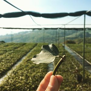Image post by @alpertongfidanligi on Instagram