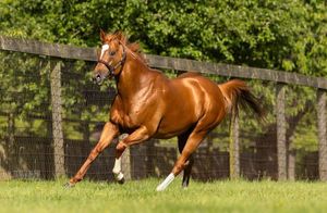 Image post by @juddmonte on Instagram