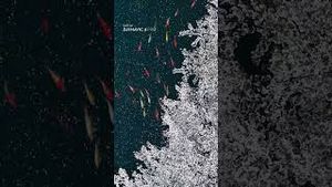 Video post by @dji on YouTube