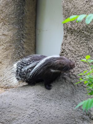 Image post by @denverzoo on Instagram