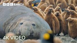 Video post by @bbcearth on YouTube
