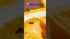 Video post by @bugbustersusa on YouTube
