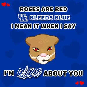 Image post by @kentuckyvolleyball on Instagram