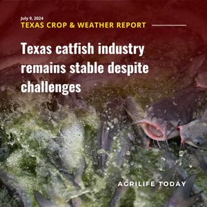 Image post by @txextension on Instagram