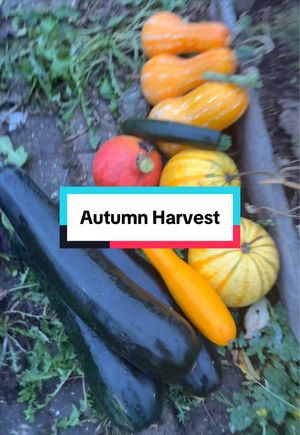 Video post by @gardeningwithlou on TikTok