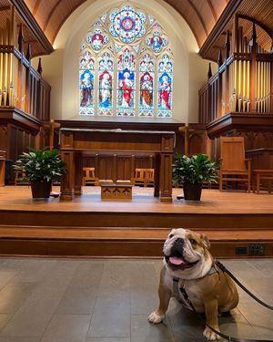 Image post by @gujackbulldog on Instagram