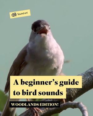 Image post by @rspb on Instagram