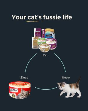Image post by @fussiecat on Instagram