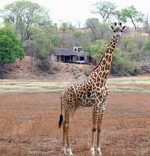 Image post by @chiawasafaris on Instagram