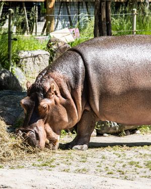 Image post by @thetorontozoo on Instagram