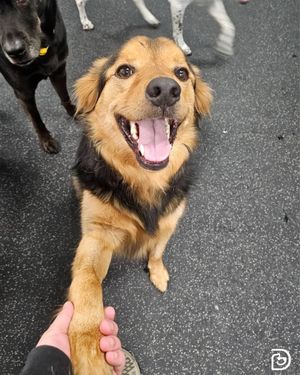 Image post by @dogtopiagr on Instagram