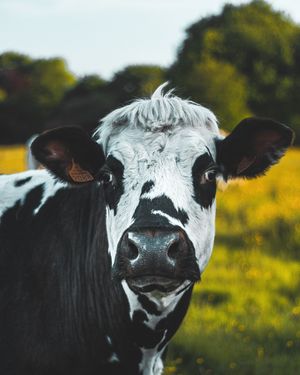 Image post by @arladairyuk on Instagram