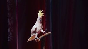 Video post by @worldscifest on Instagram