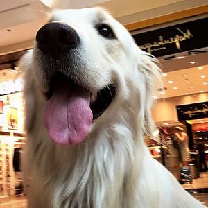 Image post by @mikethewhitegolden on Instagram