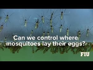 Video post by @FloridaInternational on YouTube