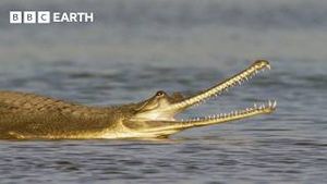 Video post by @bbcearth on YouTube