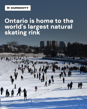 Image post by @curiocitytoronto on Instagram
