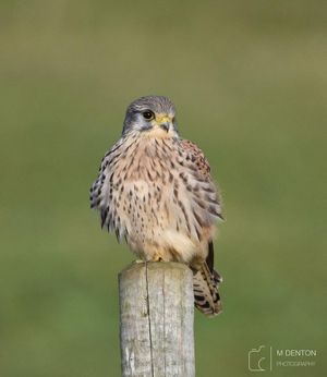 Image post by @rspb on Instagram