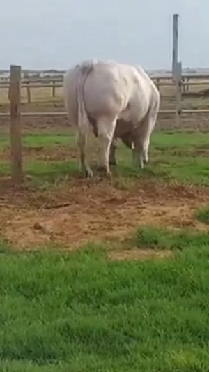 Video post by @666319470170476 on Facebook