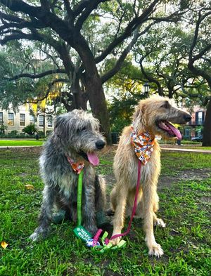 Image post by @thesavannahwolfhound on Instagram