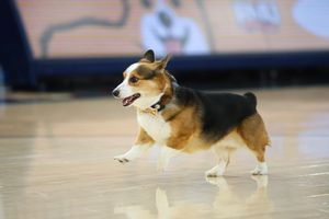 Image post by @rmuathletics on Instagram