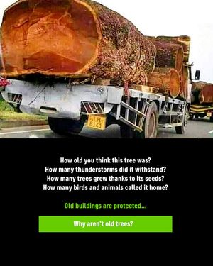 Image post by @greenpeace on Instagram