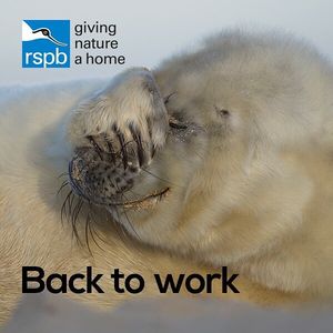 Image post by @rspb on Instagram