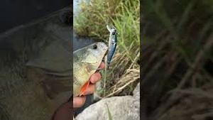 Video post by @jonasederfishing on YouTube