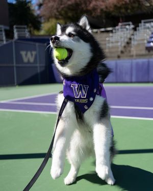 Image post by @dubs_uw on Instagram