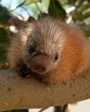 Image post by @sandiegozoo on Instagram