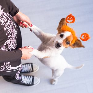 Image post by @evolvepetfood on Instagram