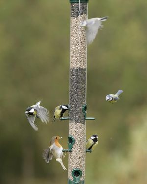 Image post by @rspb on Instagram