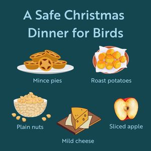 Image post by @rspb on Instagram
