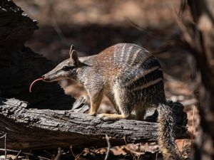 Image post by @animalplanet on Instagram