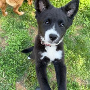 Image post by @northmeckanimalrescue on Instagram