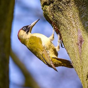 Image post by @rspb on Instagram