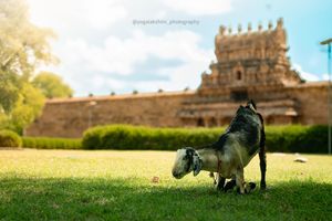 Image post by @yogalakshmi_photography on Instagram
