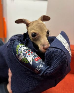Image post by @victoriapolice on Instagram